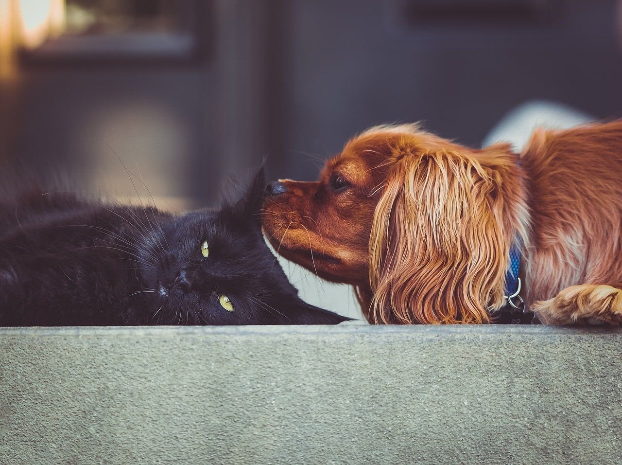 Black cat laying down while cavalier king charles spaniel is looking